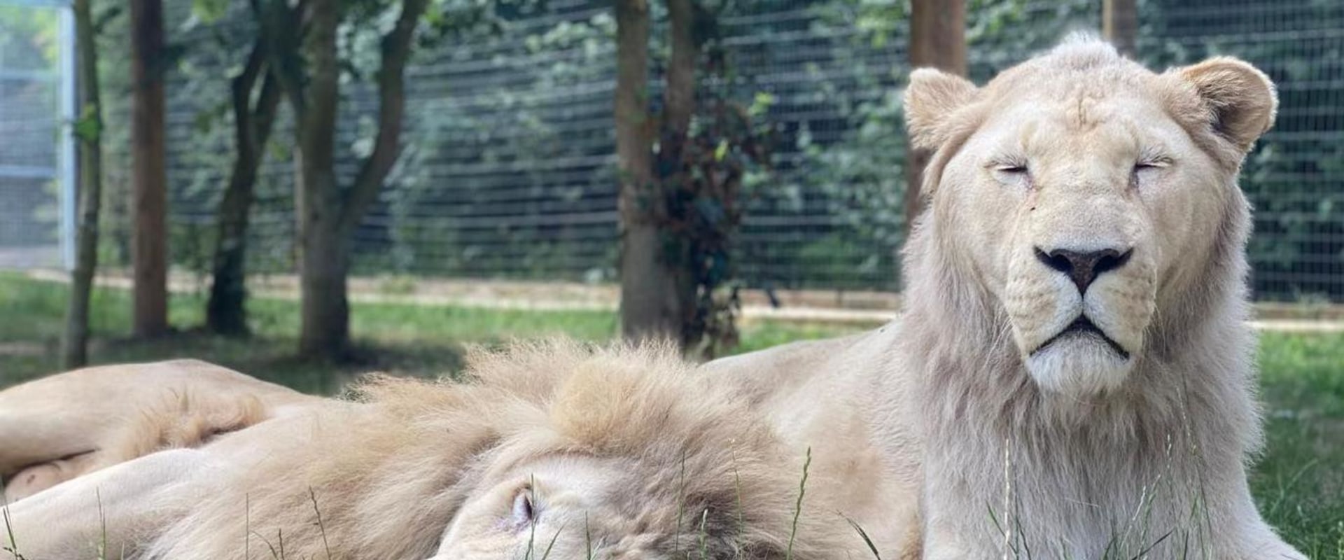 Discover the Enchanting Zoos and Wildlife Parks of the Isle of Wight