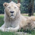 Exploring the Fascinating Zoos and Wildlife Parks of Isle of Wight