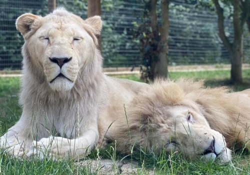 Exploring the Fascinating Zoos and Wildlife Parks of Isle of Wight